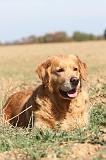 GOLDEN RETRIEVER 113